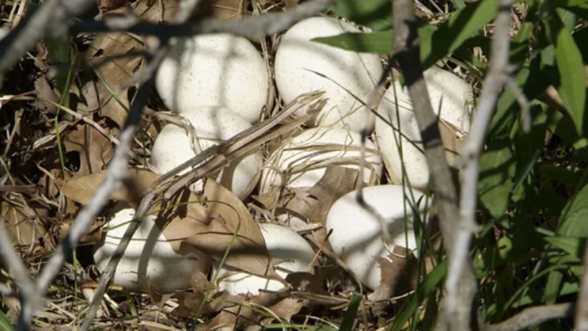 Turkey nest full of eggs