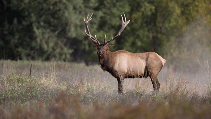 Bull elk in landscape