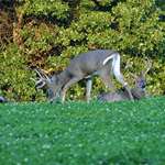 fl-foodplots_lead.jpg
