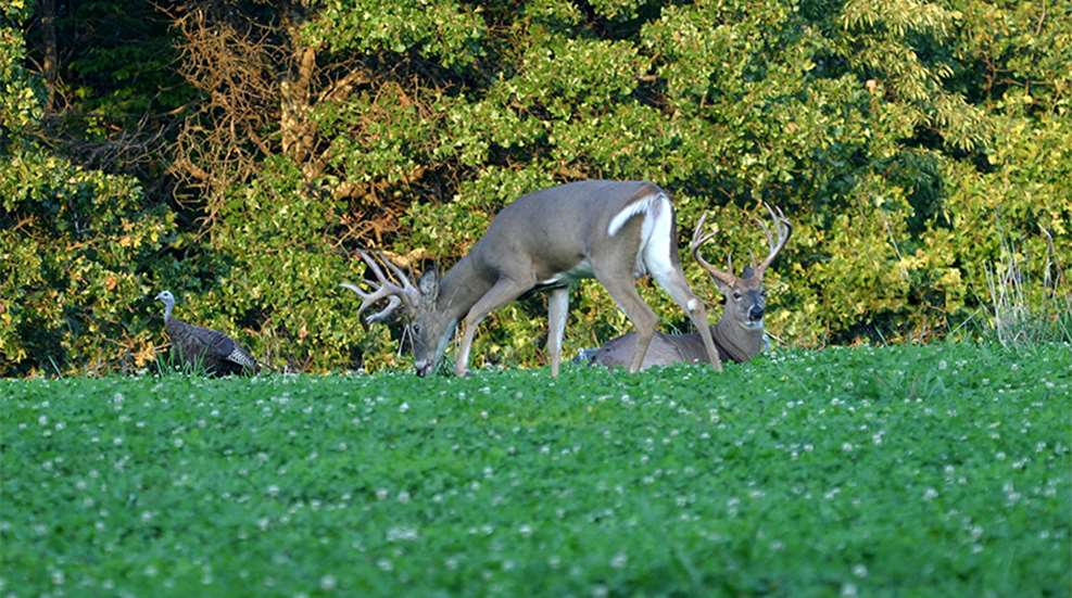 fl-foodplots_lead.jpg