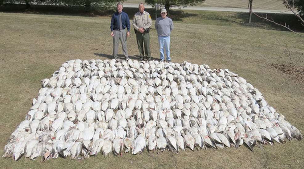 snow_goose_poaching_f.jpg