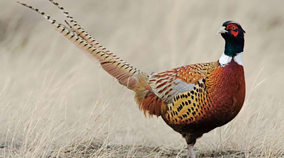 pheasanthunting_lead.jpg
