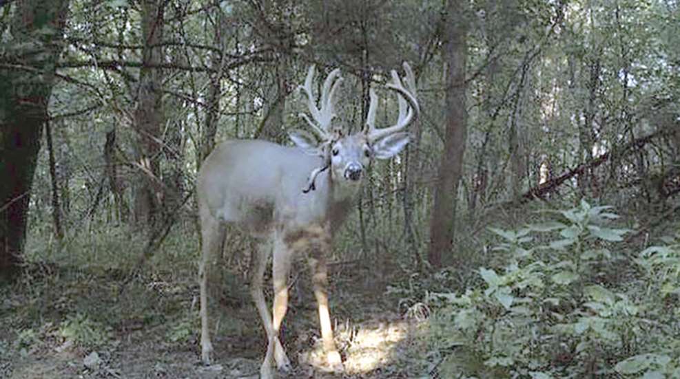 summer_deer_secrets_f.jpg