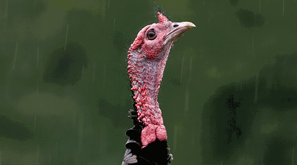 anyweatherturkeys_lead.gif
