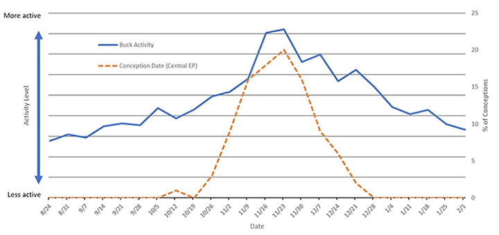 Graph of average weekly whitetail buck activity during the rut at Texas' Kerr Wildlife Management Area over a 4-year span