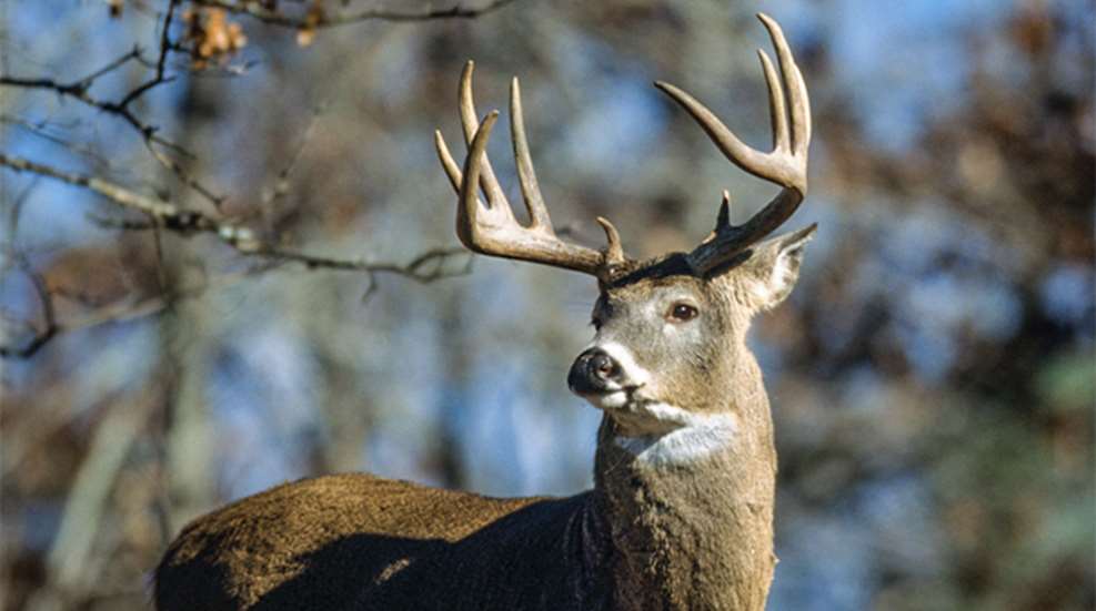 gateway-to-yooper-deer_lead.jpg