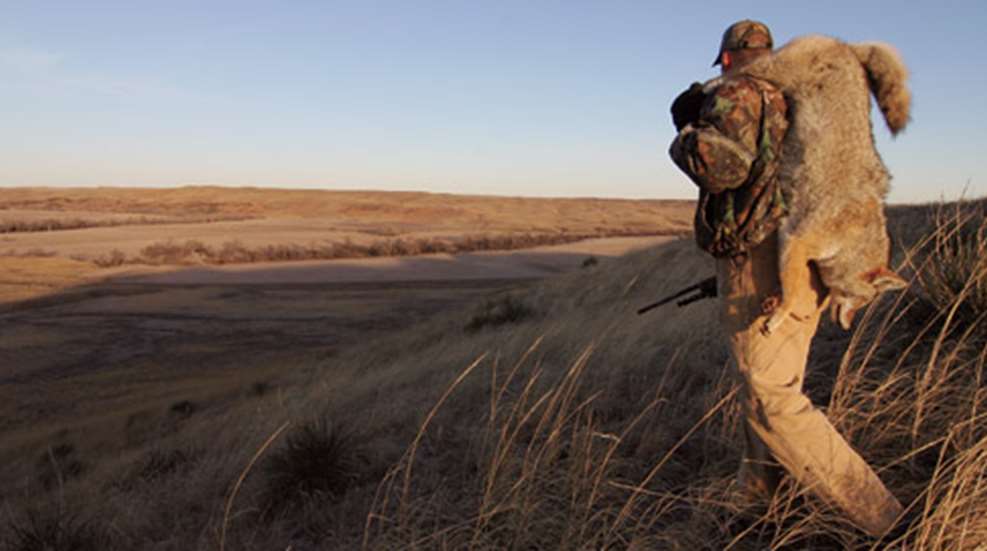 2010122914230-coyote_f.jpg