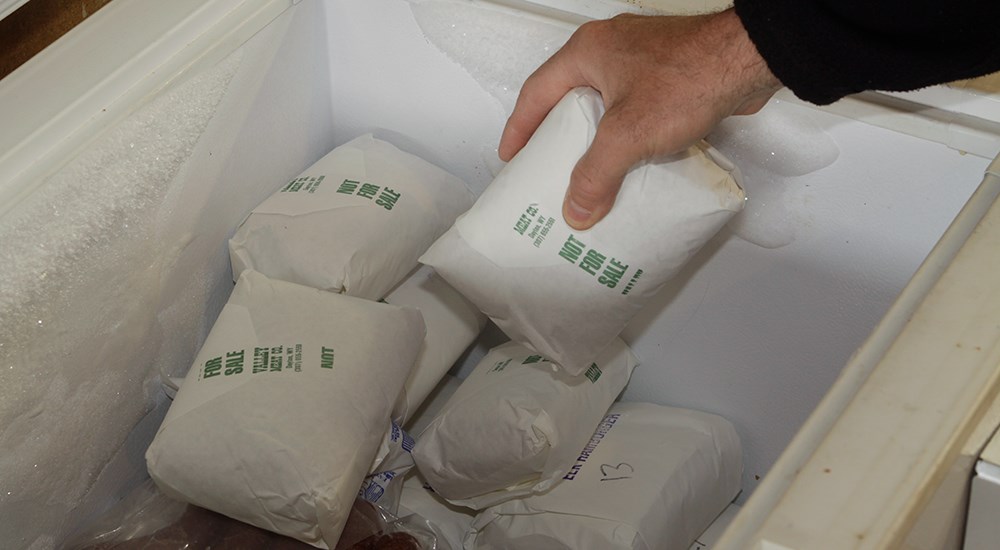Hand placing processed deer meat packages into deep freezer.