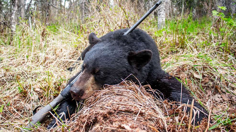 Top 5 Afforable North American Big Game Hunts Lead