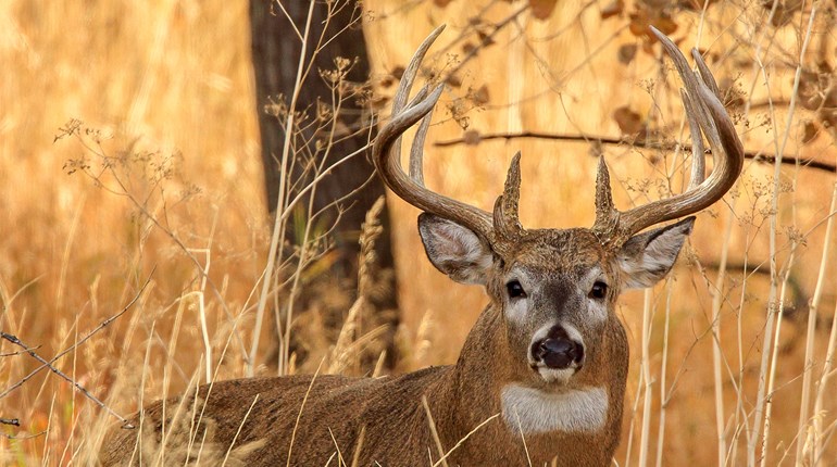 18 Places Pressured Bucks Finds Sanctuary Lead