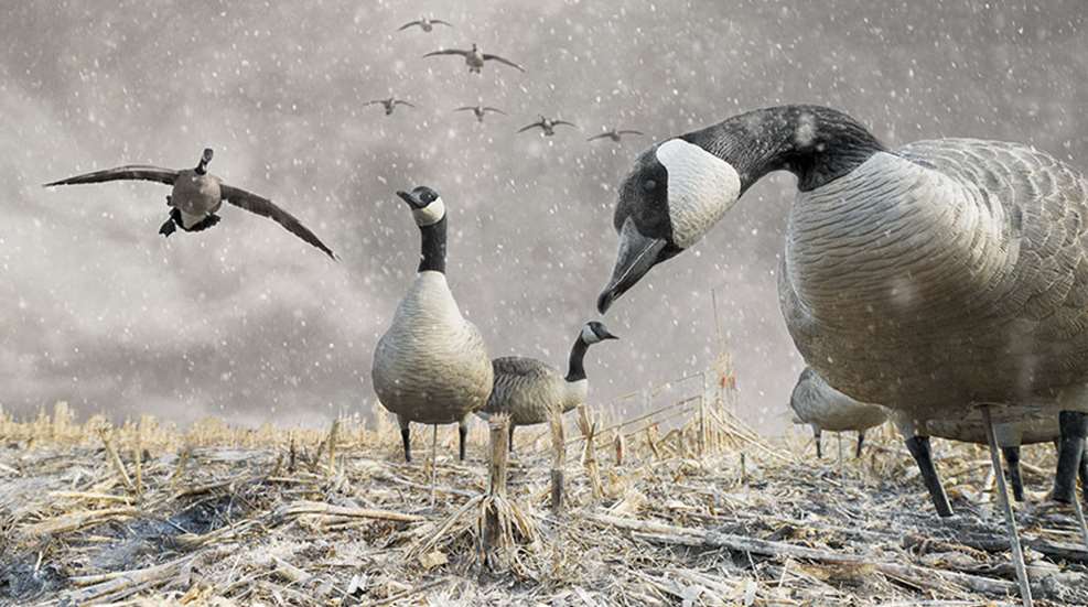warywaterfowltactics_lead.jpg