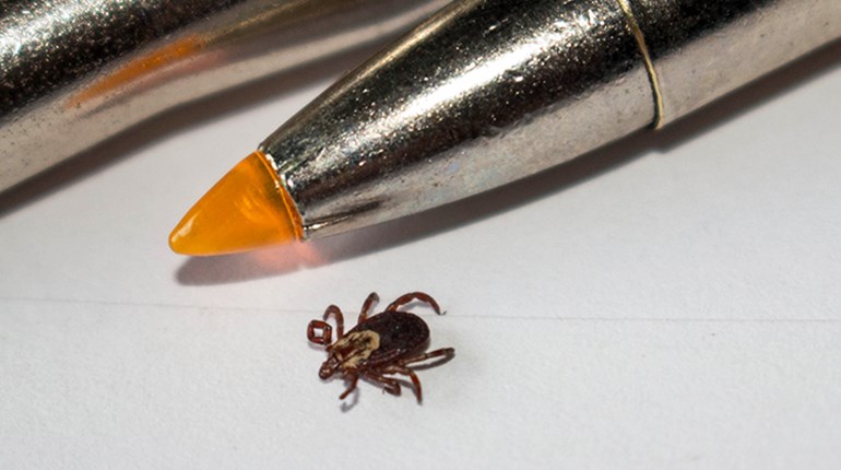 What Hunters Need to Know About Ticks and Tick-Borne Diseases | An Official Journal Of The NRA