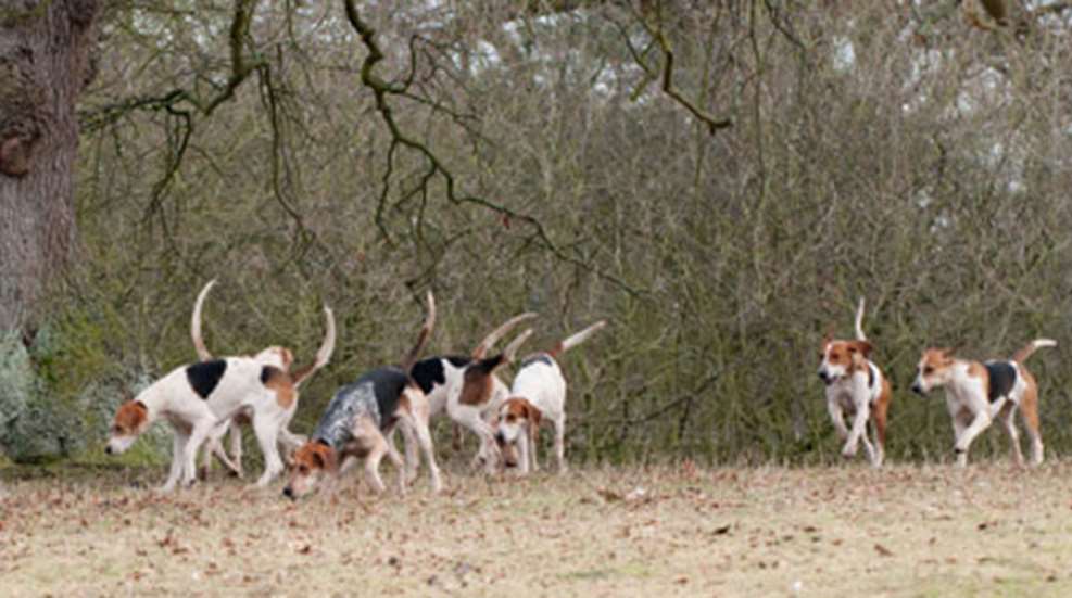 201211610272-goingtothedogs_f.jpg