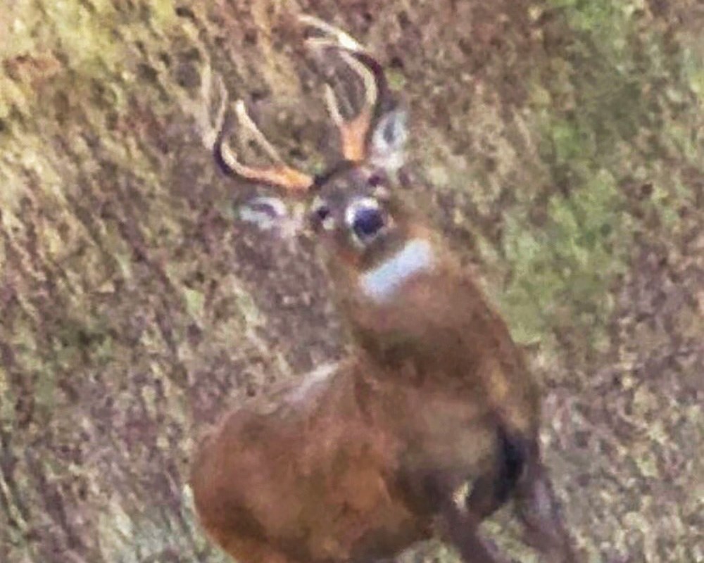 Mature whitetail buck standing in corn field.