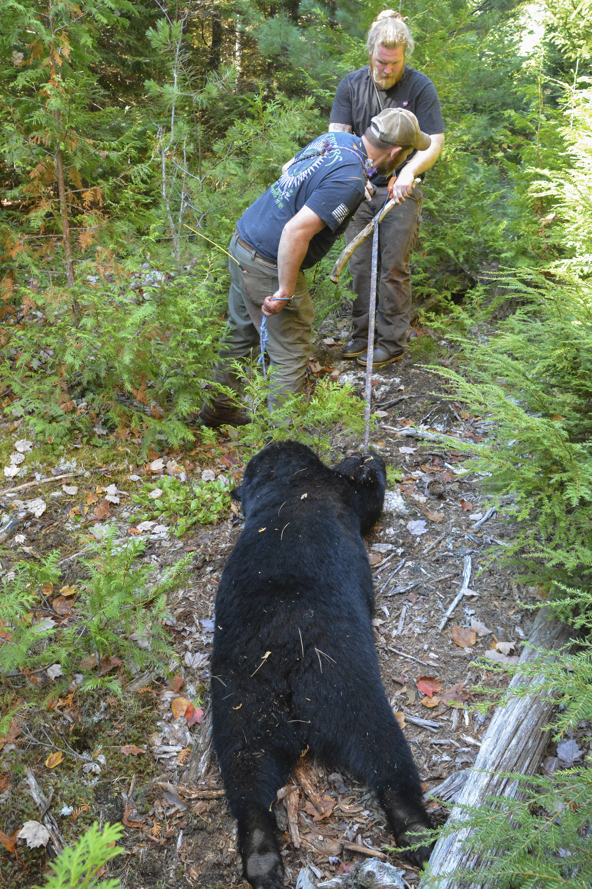 Black bears are notoriously difficult to drag from the woods; there’s just nothing to grab on them. Ted Reynolds and Seth Grant start the real work after the author’s shot.