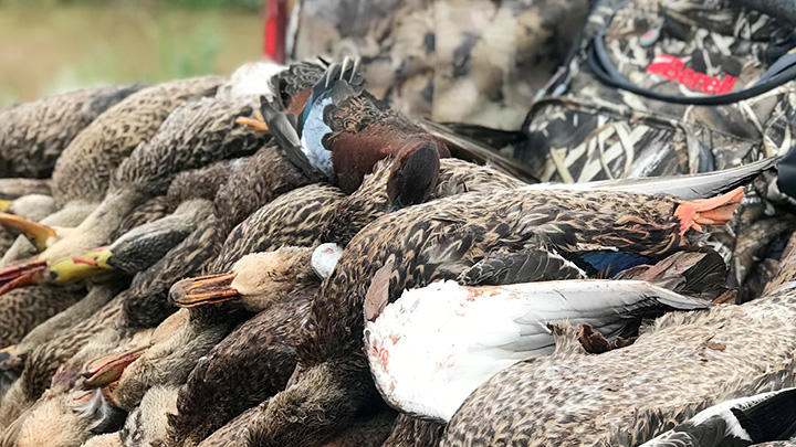 Ducks lined up on back of truck bed