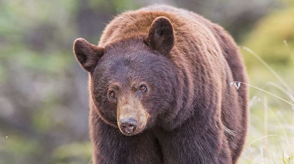 howto_hunt_bear_f.jpg