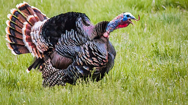 How to Predict and Hunt Gobbling Peaks | An Official Journal Of The NRA