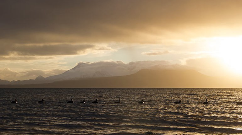 Aleutians of Grandeur | An Official Journal Of The NRA