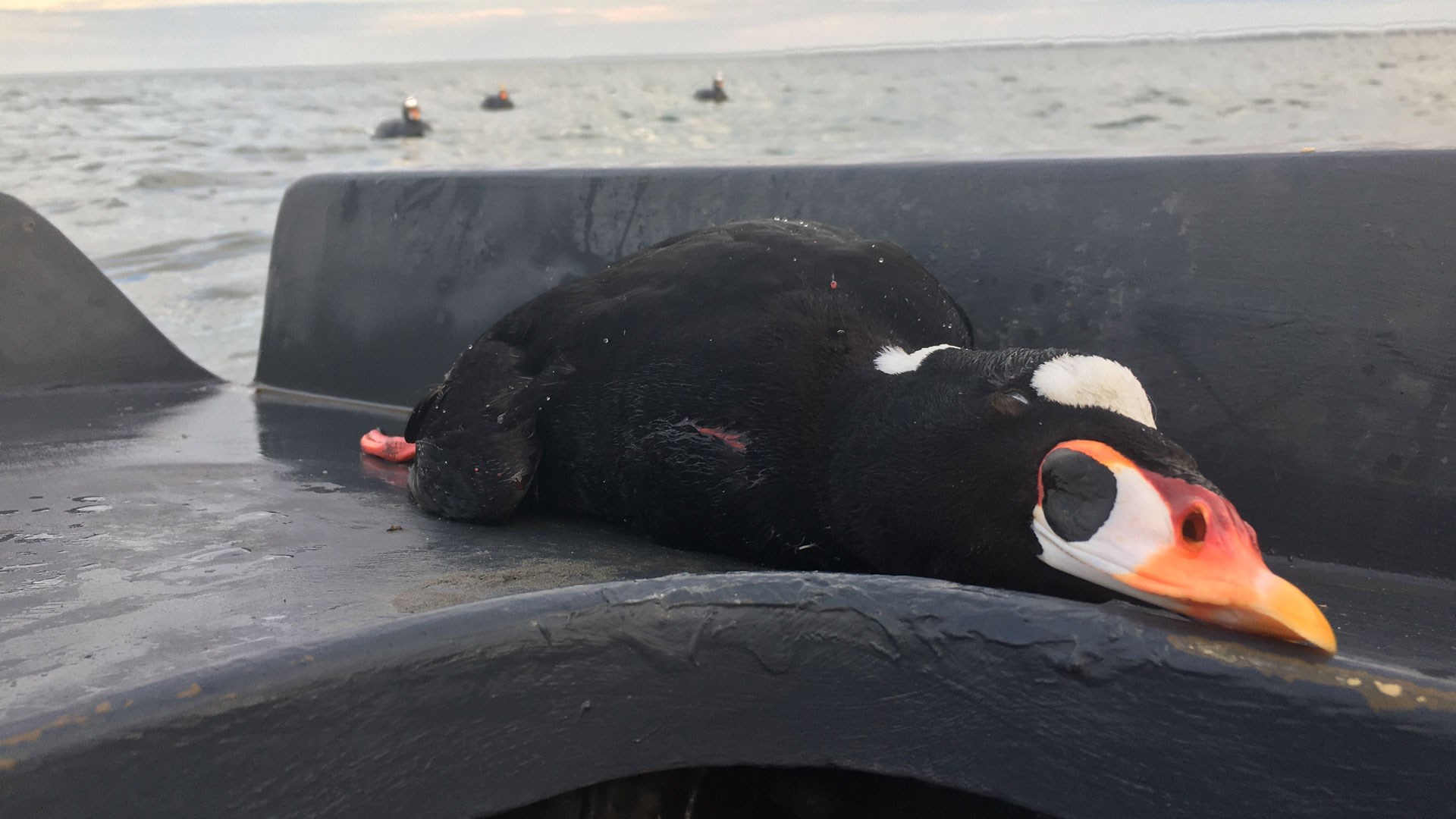 Dead seaduck with decoys in background