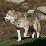 Wolf Snarling