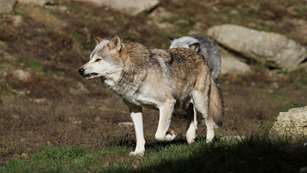Wolf Snarling