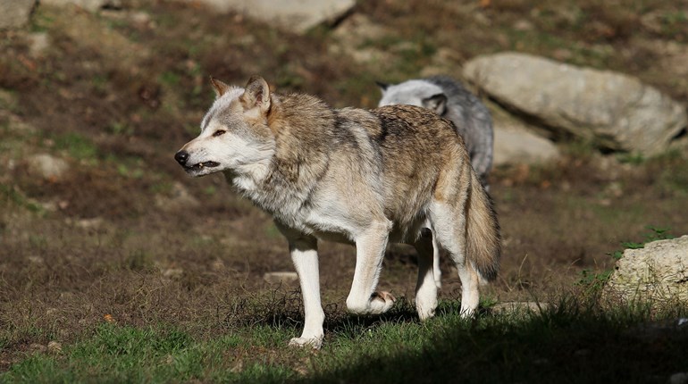 NRA Joins SCI in Letter to Interior Over Gray Wolf Battle | An Official Journal Of The NRA