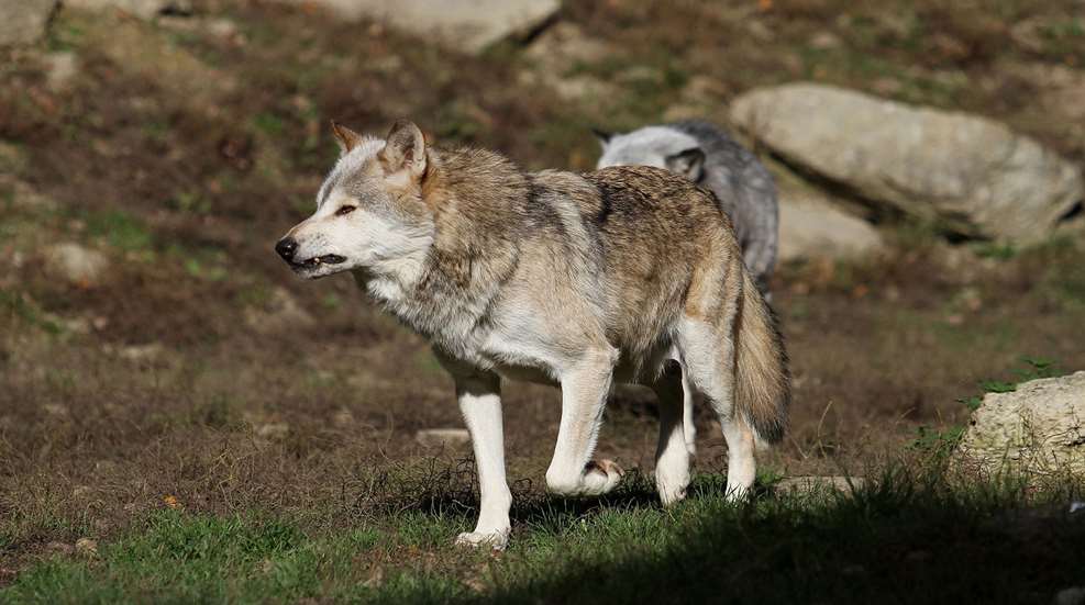 Wolf Snarling