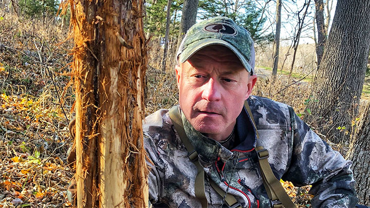 Hunter examining fresh deer rubs on tree