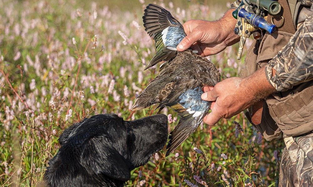 Black lab sniffing teal duck that hunter is holding.