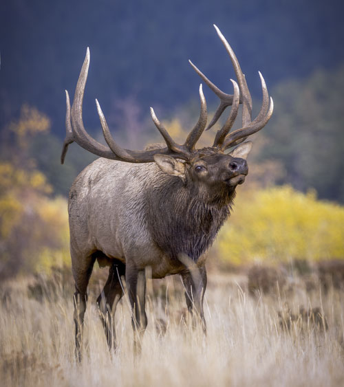 Elk Prefer Isolation