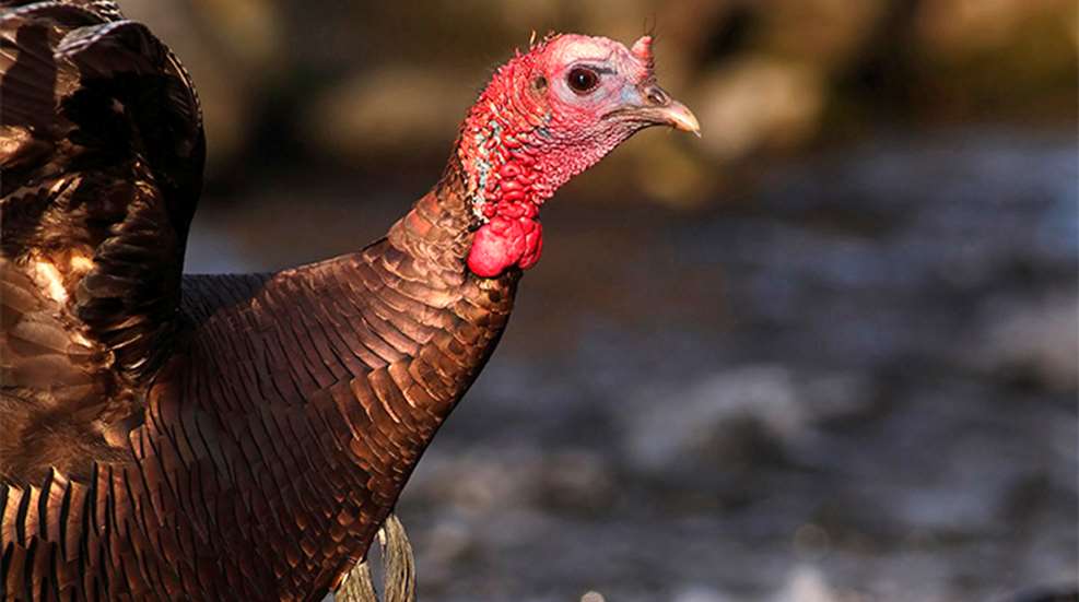 3-maxims-every-turkey-hunter_lead.jpg