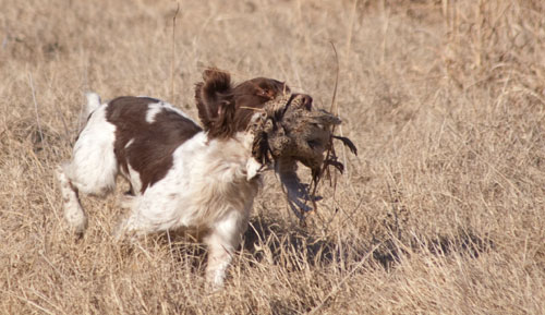 The Evolution of Springers