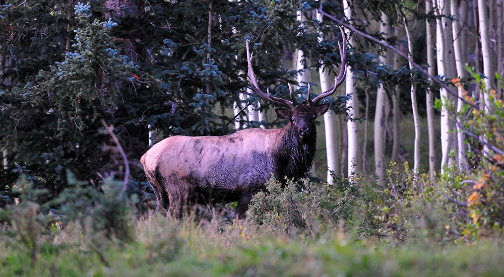Bull elk standing in timber.