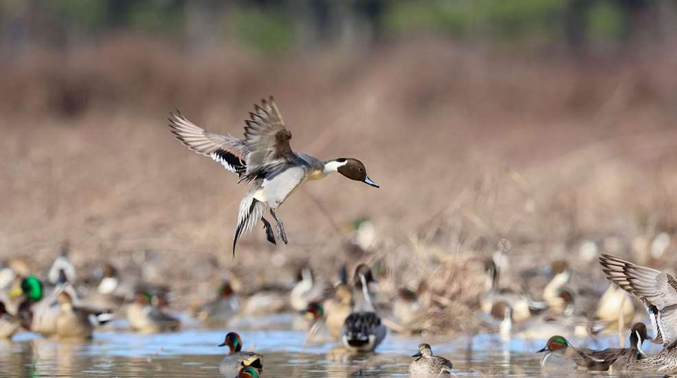 Lededuck Landing In Marsh