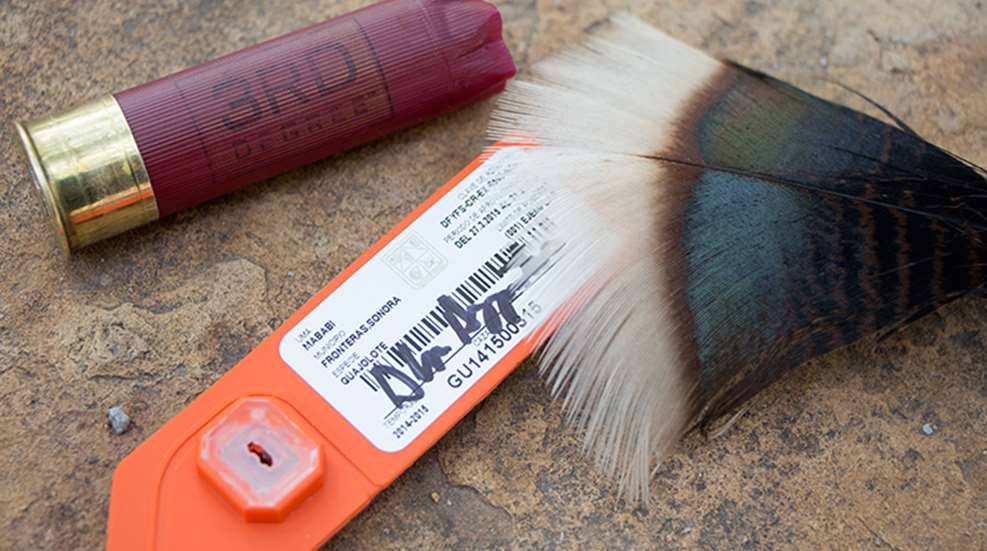 gearing_up_spring_turkeys_f.jpg