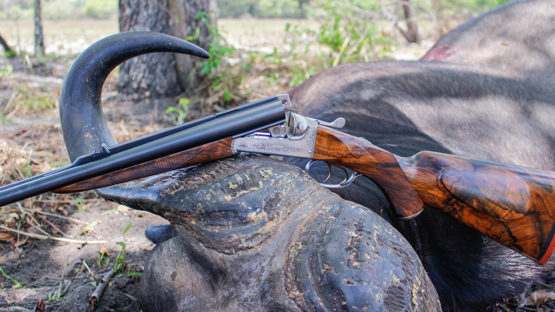 Heym on a buffalo