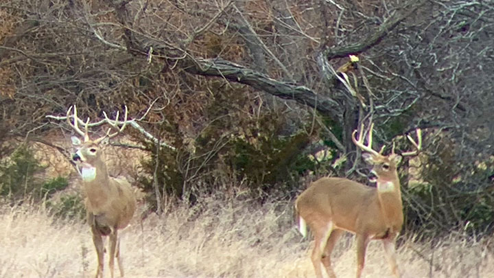 Whitetail Bucks in Kansas