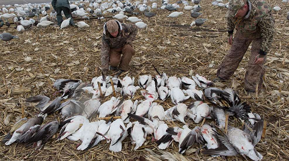 tuesday_goose_count.jpg