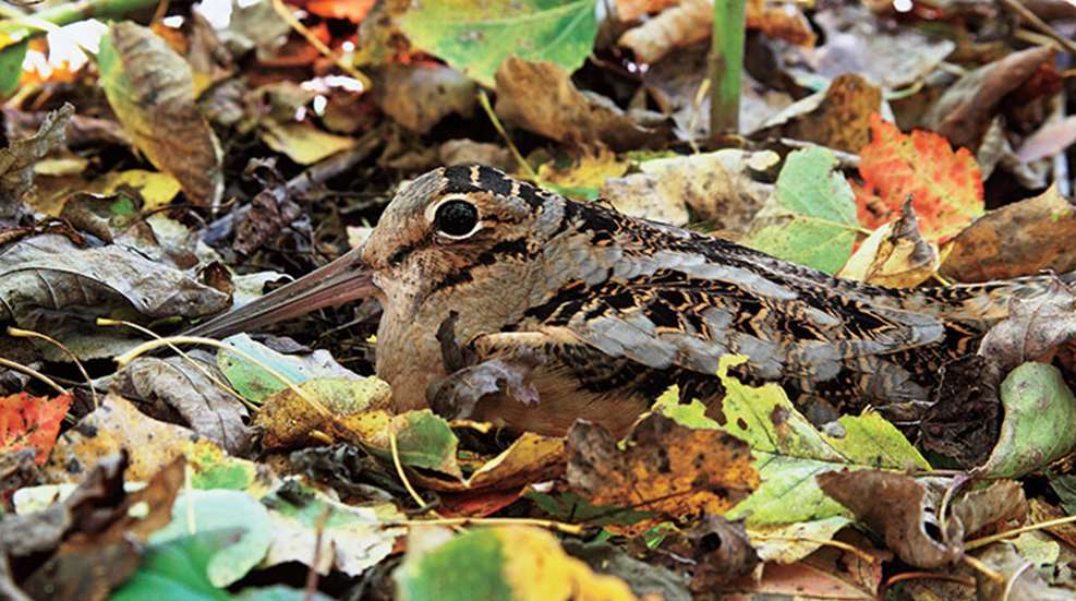 americanwoodcock_lead.jpg
