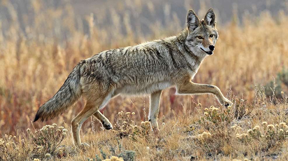 michigan_coyotes_f.jpg