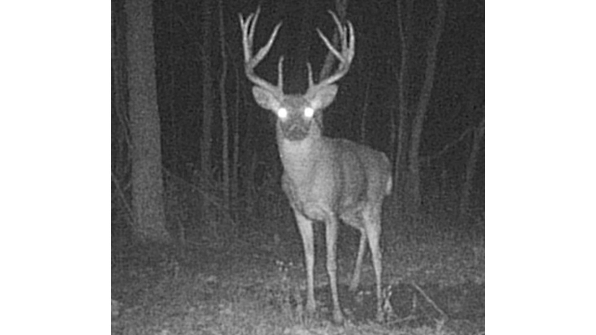 Tall buck on cam