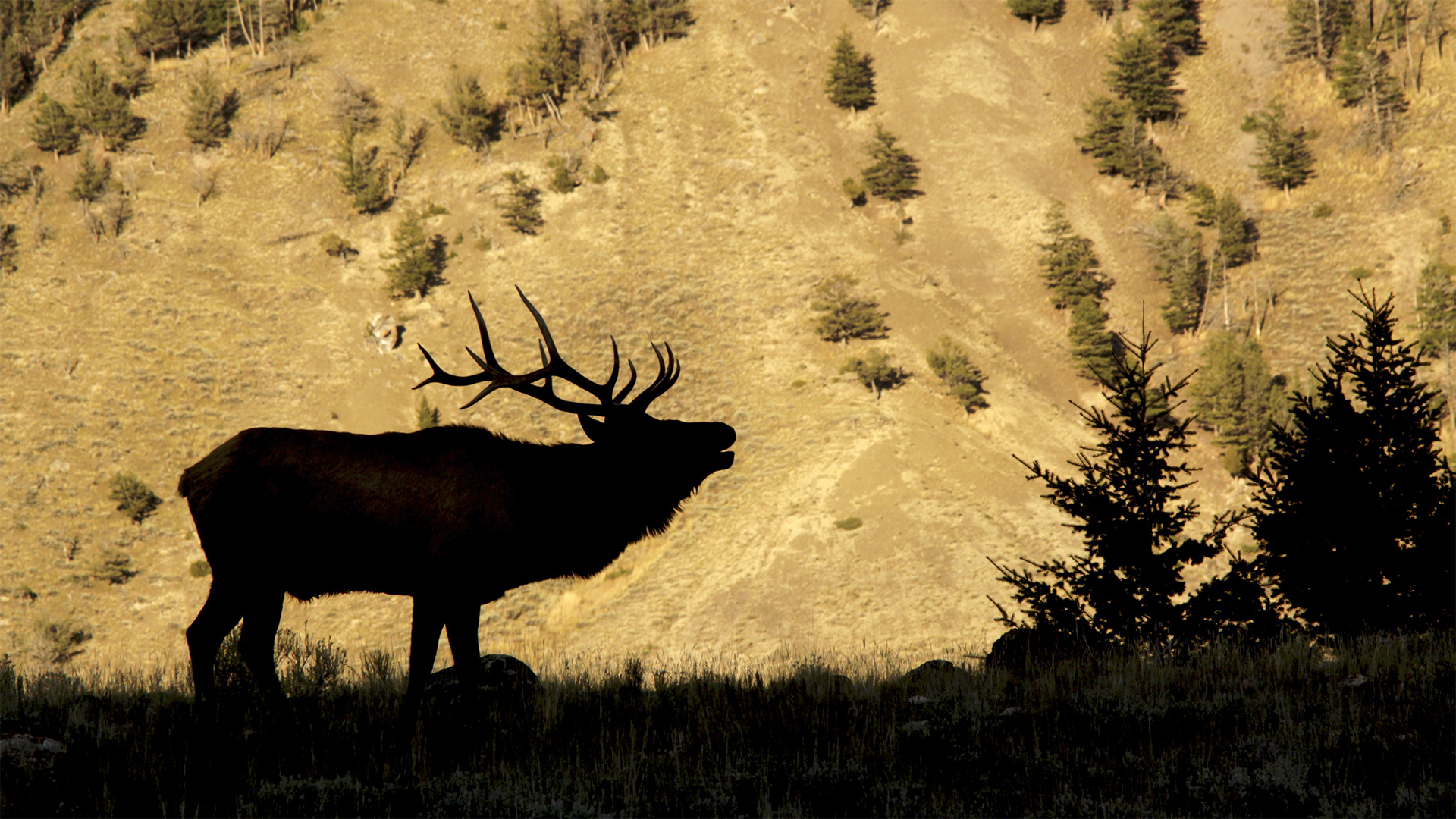 W H2026 09 F Elk Tactics EB355, Elk Bull, Copyright Mark Kayser Edt Jb