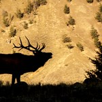 Elk Tactics: It’s Not All About the Bugles | An Official Journal Of The NRA