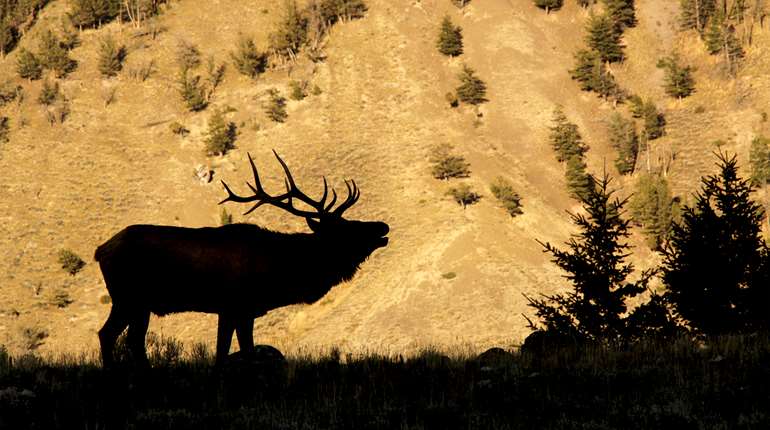 W H2026 09 F Elk Tactics EB355, Elk Bull, Copyright Mark Kayser Edt Jb
