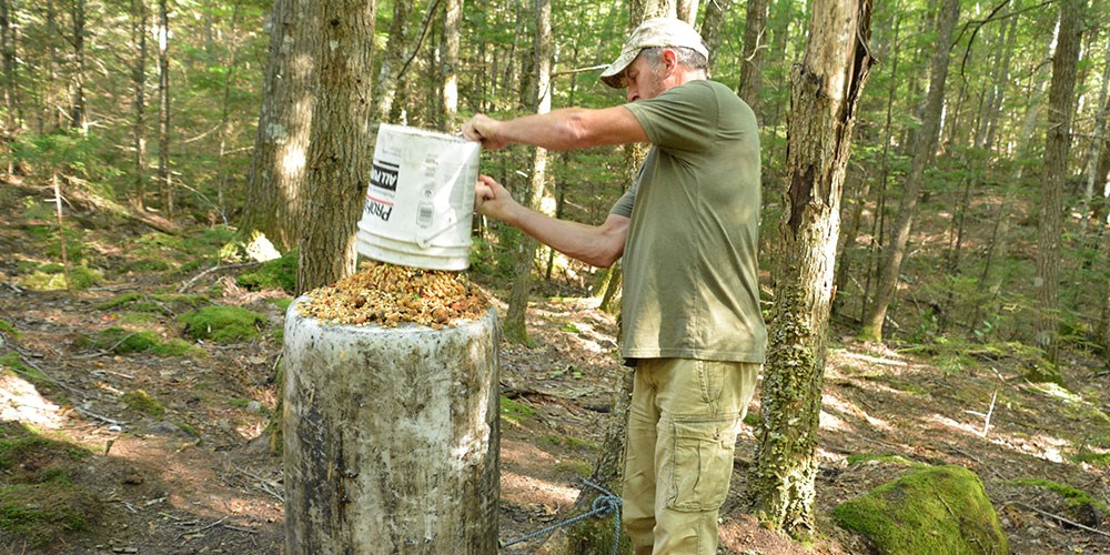 Man placing bear bait out in Maine