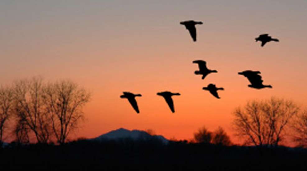 2009610-buckleybirds_fs.jpg