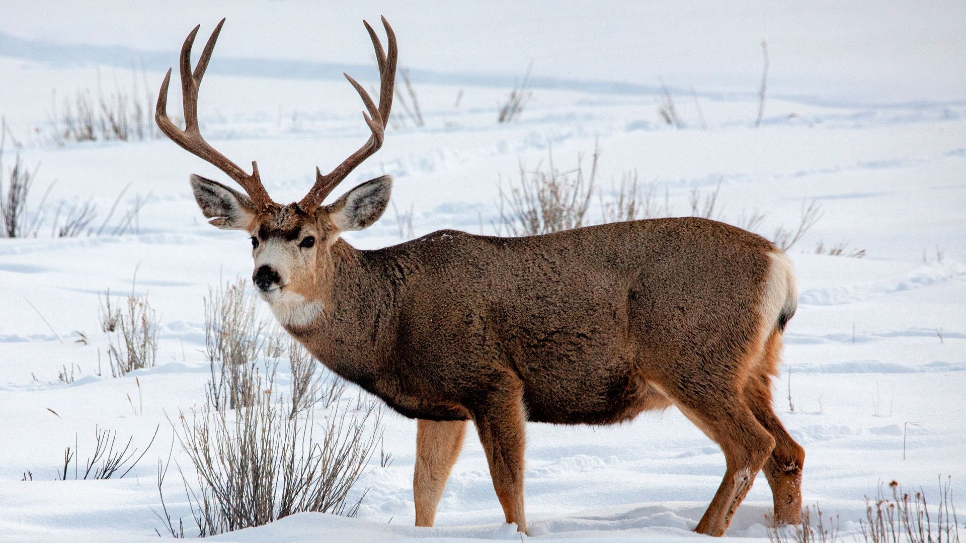 Wyoming Hunters Take a Step Back to Support Wildlife | An Official ...