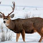 Mule Deer Buck In Snow