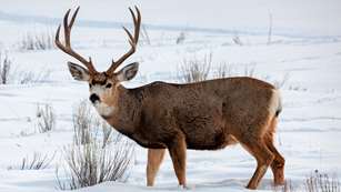 Mule Deer Buck In Snow